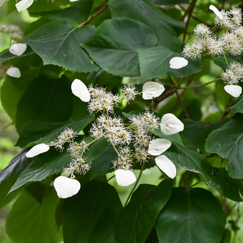 Schizophragma hydrangeoides - Valse klimhortensia