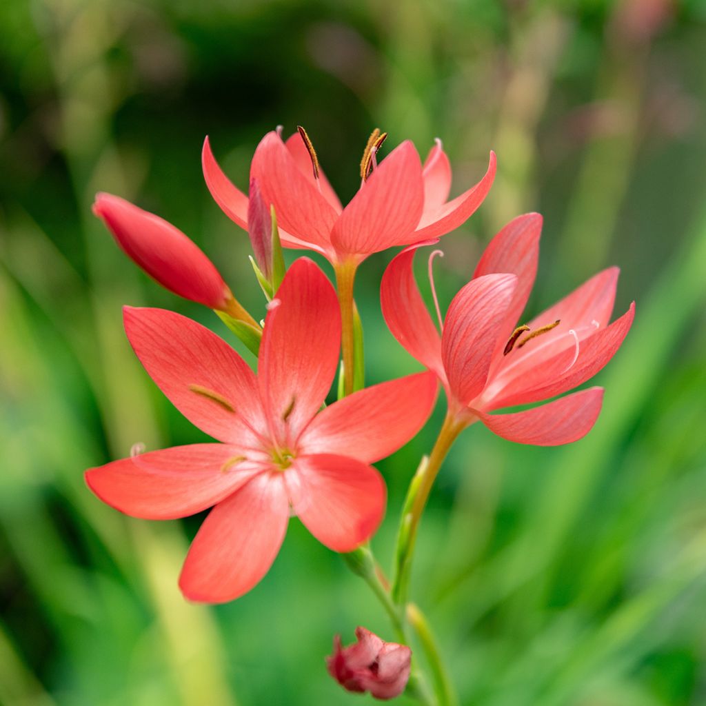 Schizostylis coccinea - Moerasgladiool