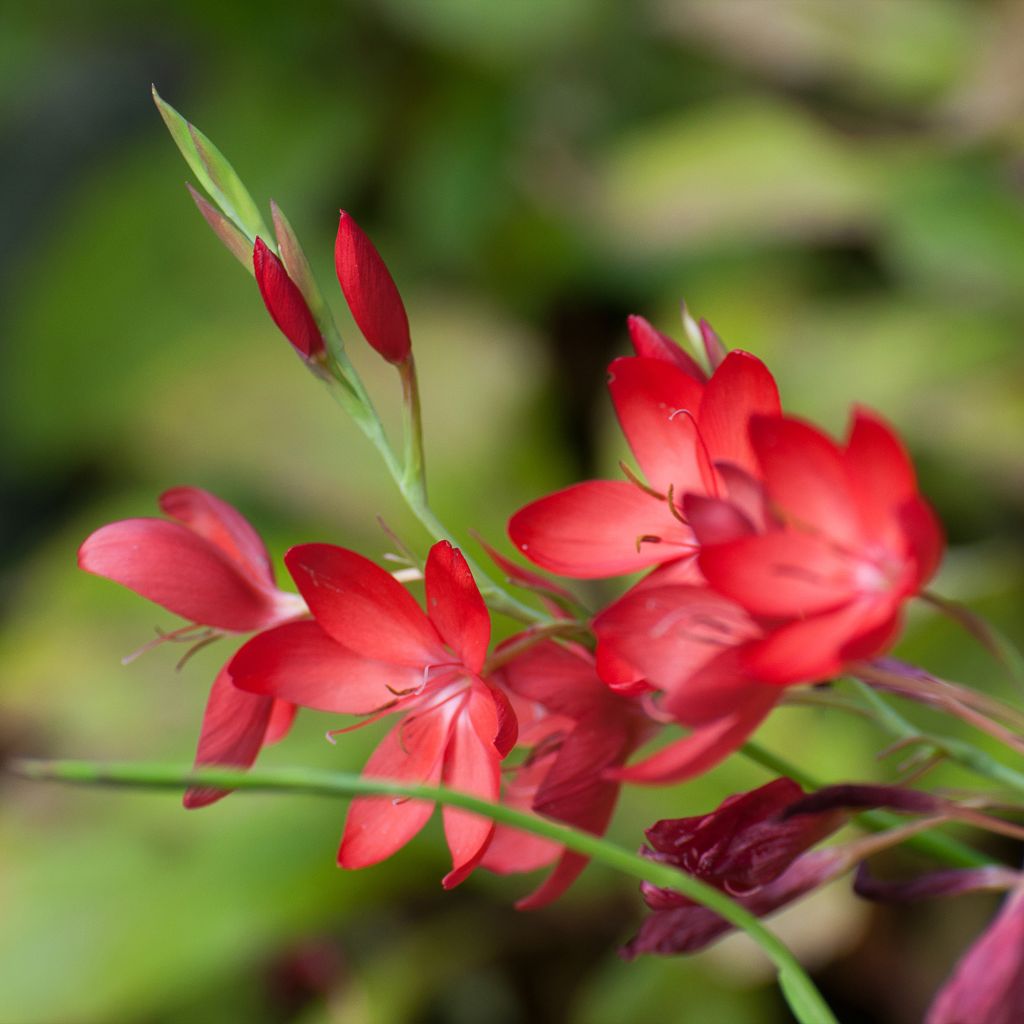 Schizostylis coccinea Major - Moerasgladiool
