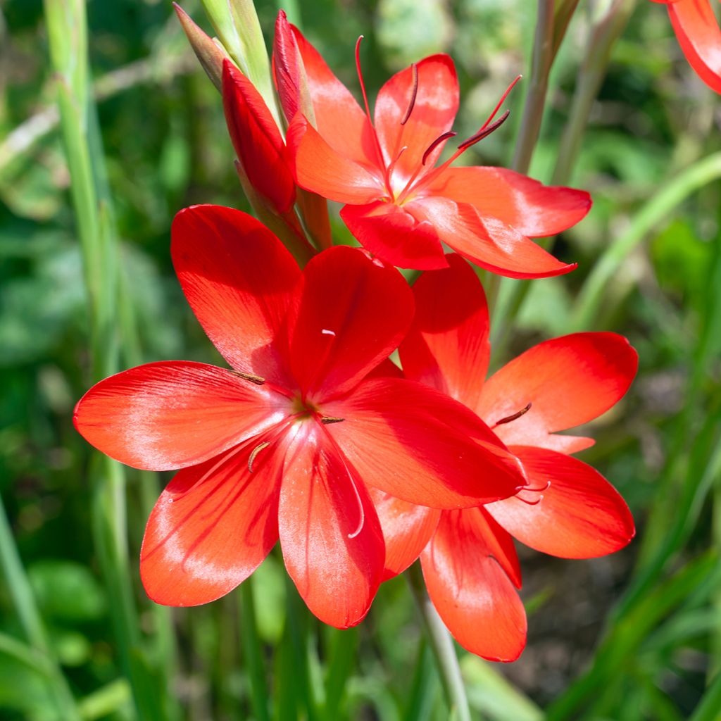 Schizostylis coccinea Major - Moerasgladiool