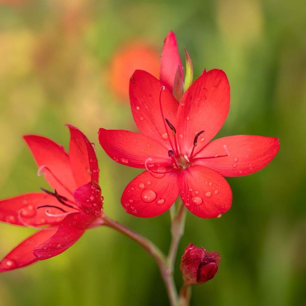 Schizostylis coccinea Major - Moerasgladiool