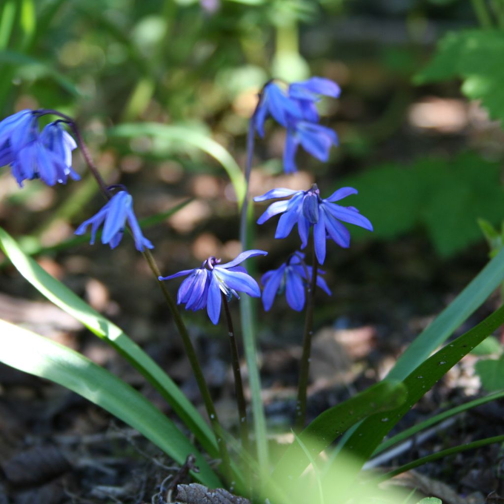 Scilla siberica - Oosterse sterhyacint