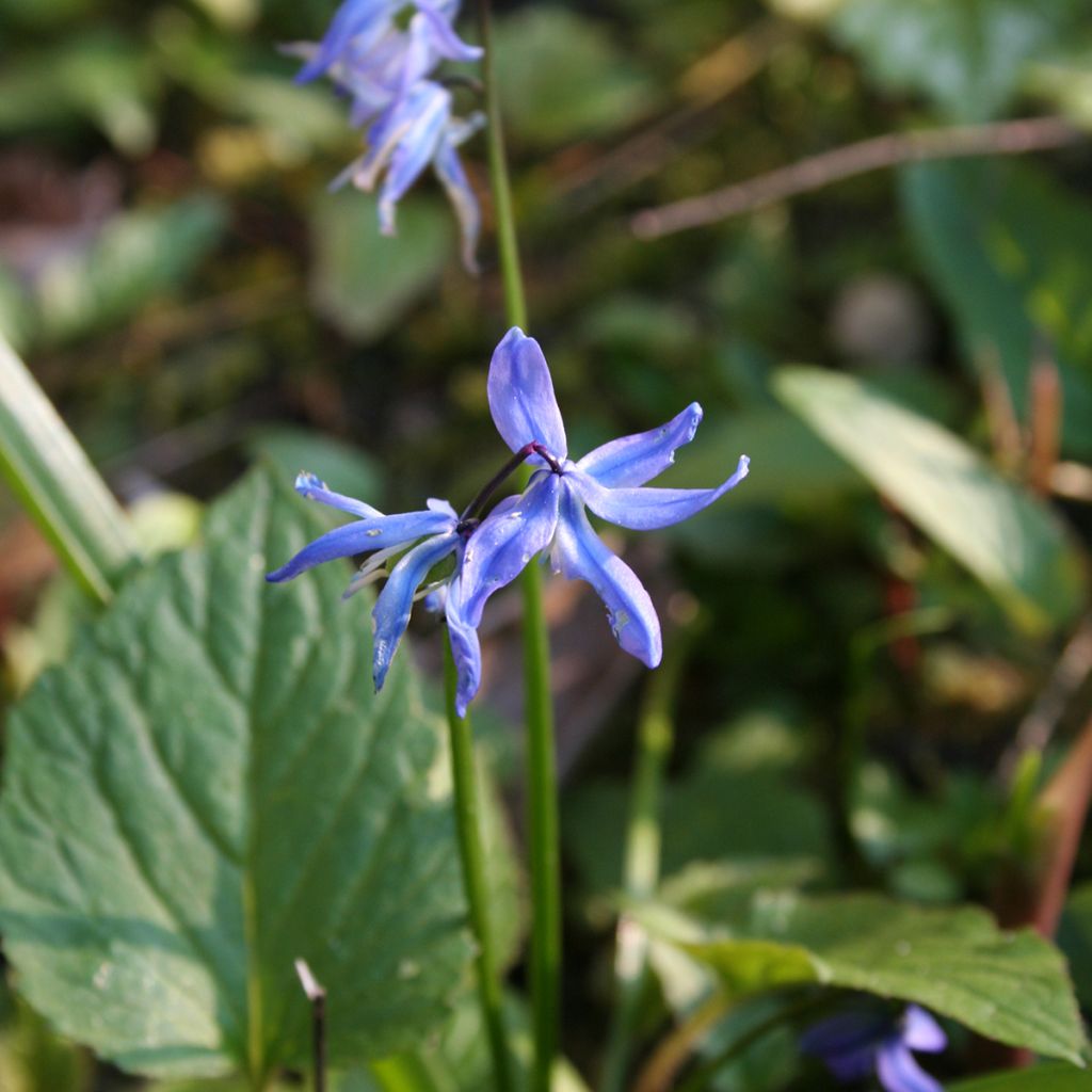 Scilla siberica - Oosterse sterhyacint