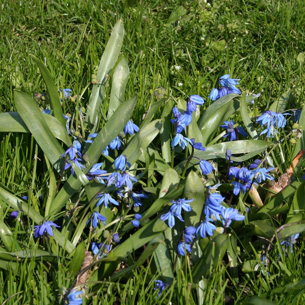 Scilla siberica - Oosterse sterhyacint