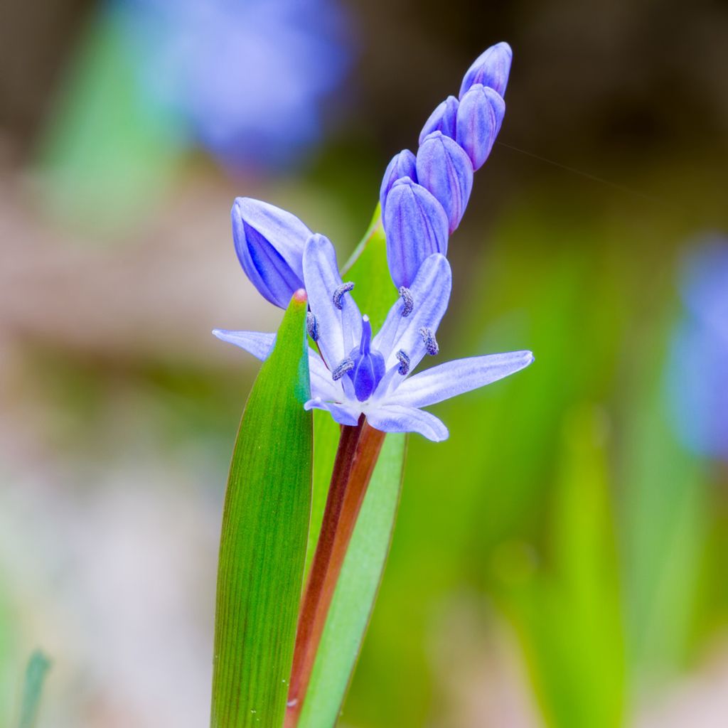 Scilla bifolia - Vroege sterhyacint