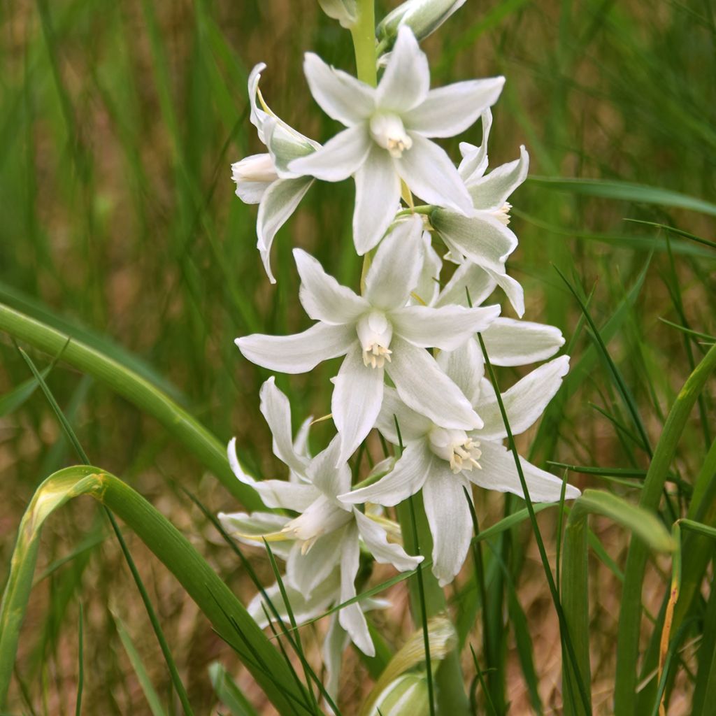 Scilla siberica Alba - Oosterse sterhyacint