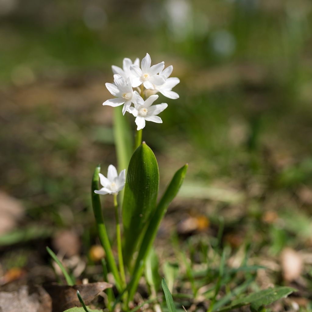 Scilla siberica Alba - Oosterse sterhyacint