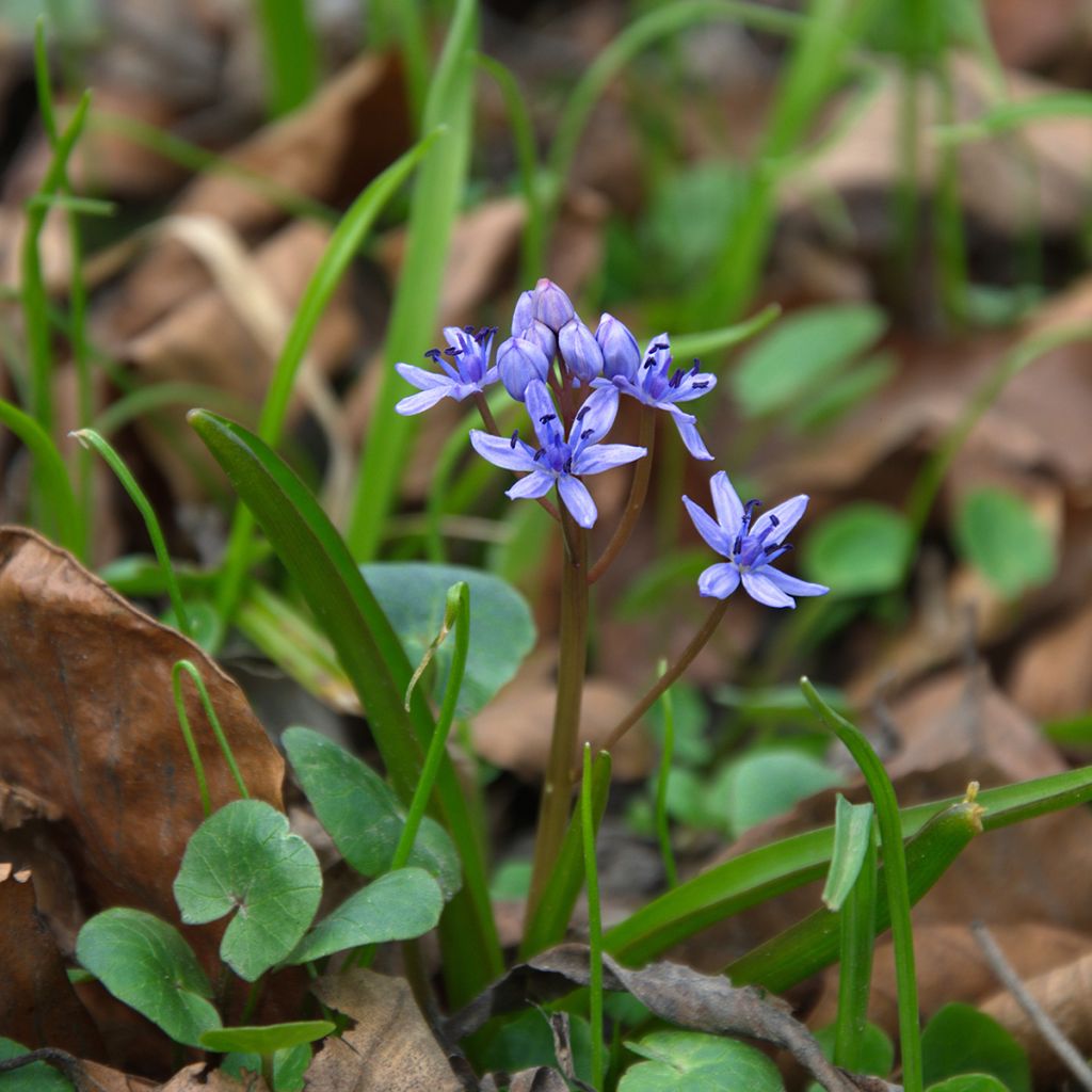 Scilla siberica Spring Beauty - Oosterse sterhyacint