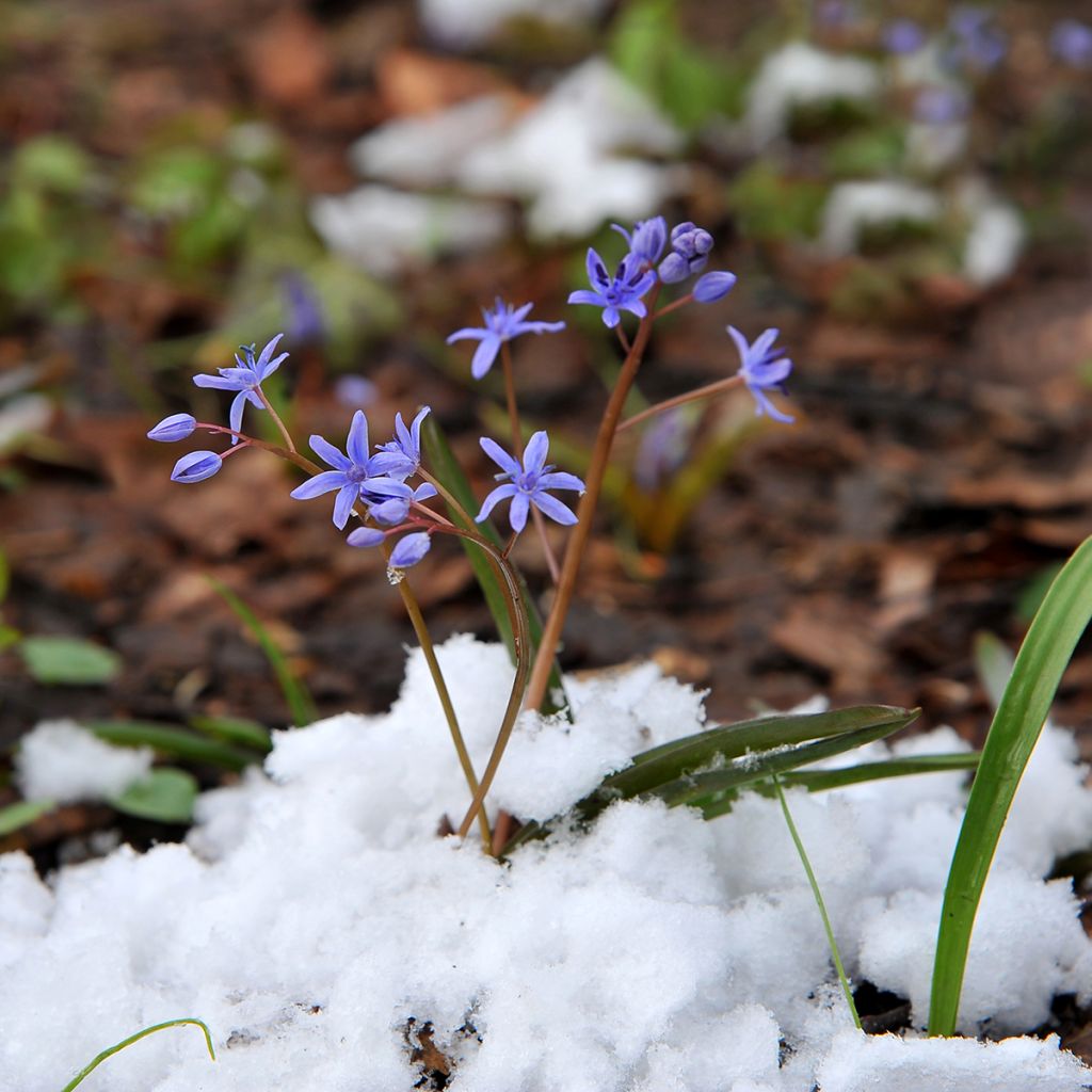 Scilla siberica Spring Beauty - Oosterse sterhyacint