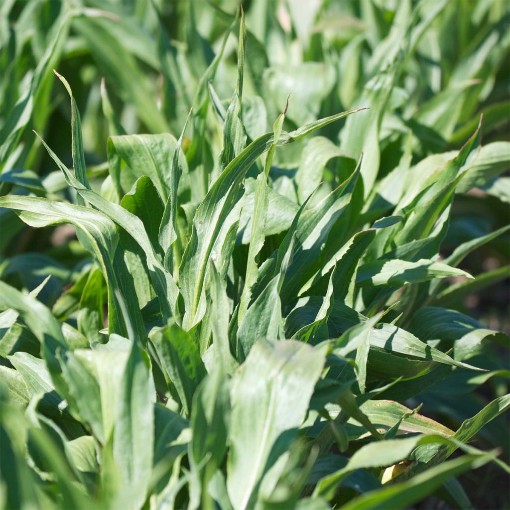 Schorseneer Reuzen zwarte van Rusland