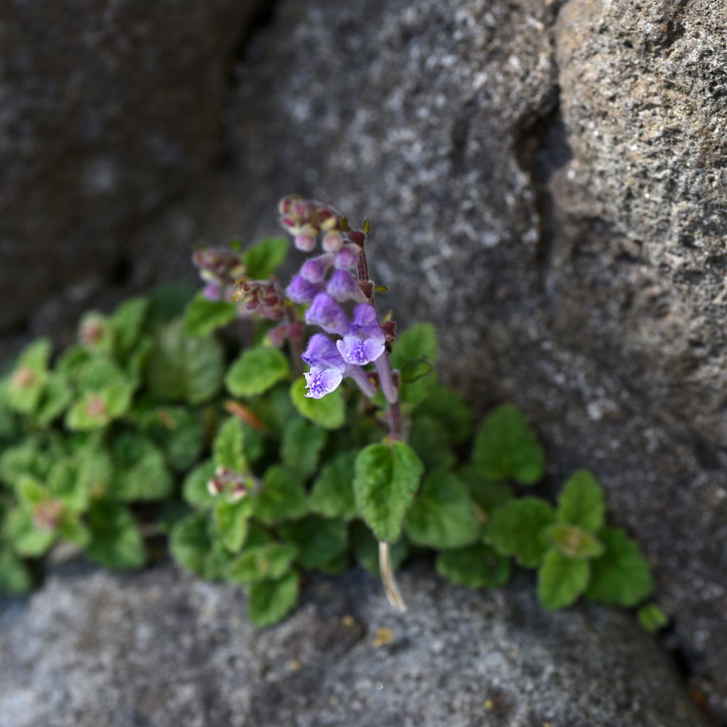 Scutellaria indica var. parviflora - Kleine helmkruid