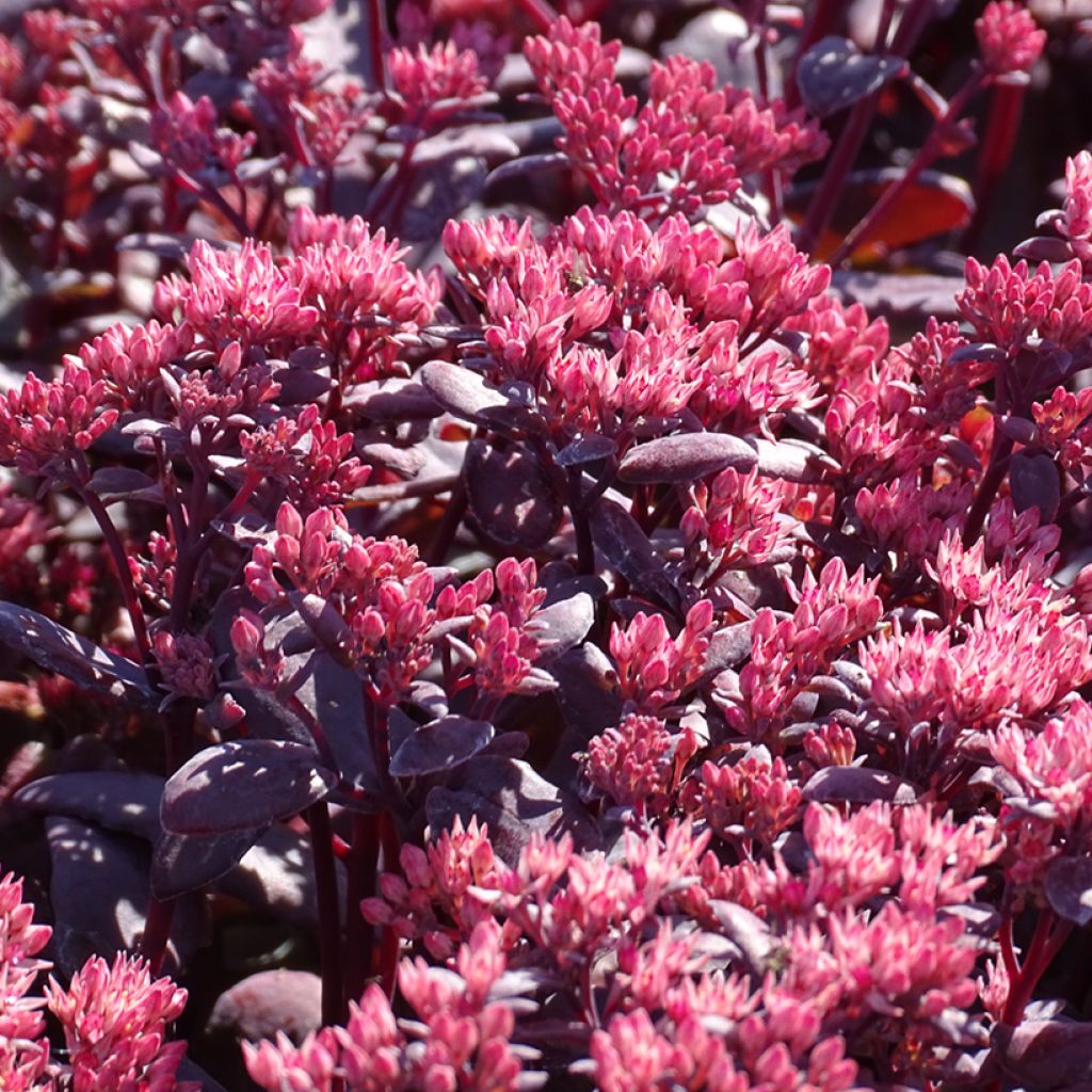 Sedum telephium Chocolate Cherry - Hemelsleutel
