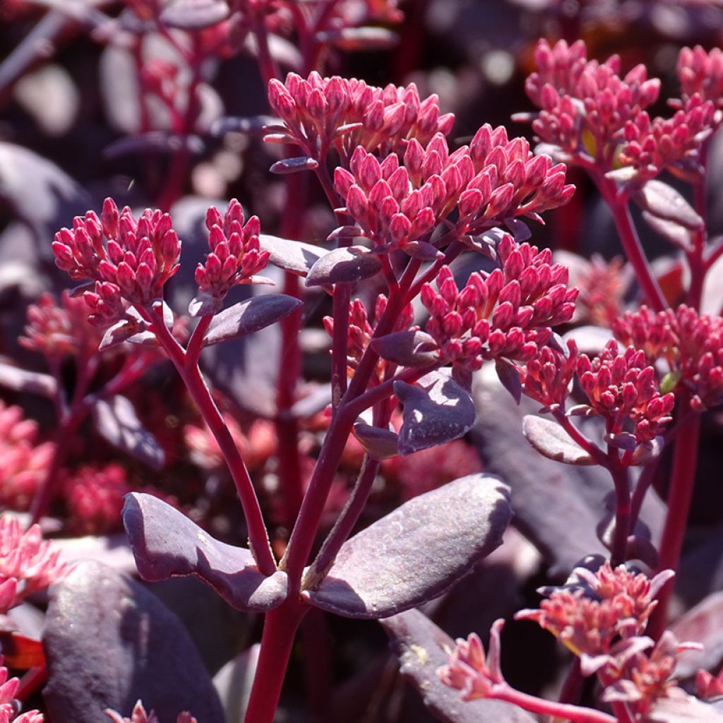 Sedum telephium Chocolate Cherry - Hemelsleutel