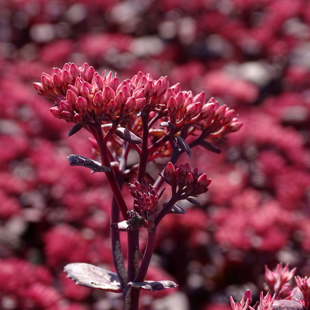 Sedum telephium Chocolate Cherry - Hemelsleutel