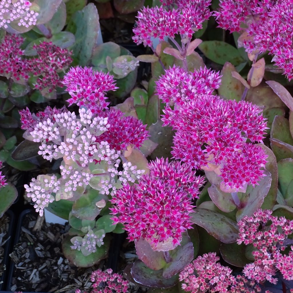 Sedum telephium Thunderhead - Hemelsleutel