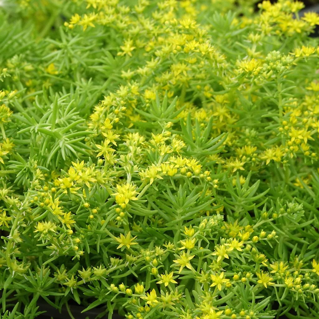 Sedum Lemon Ball - Hemelsleutel
