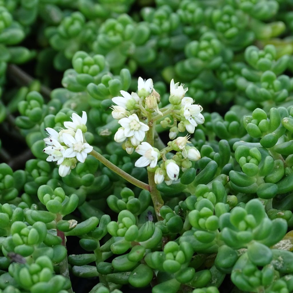 Sedum divergens - Vetkruid
