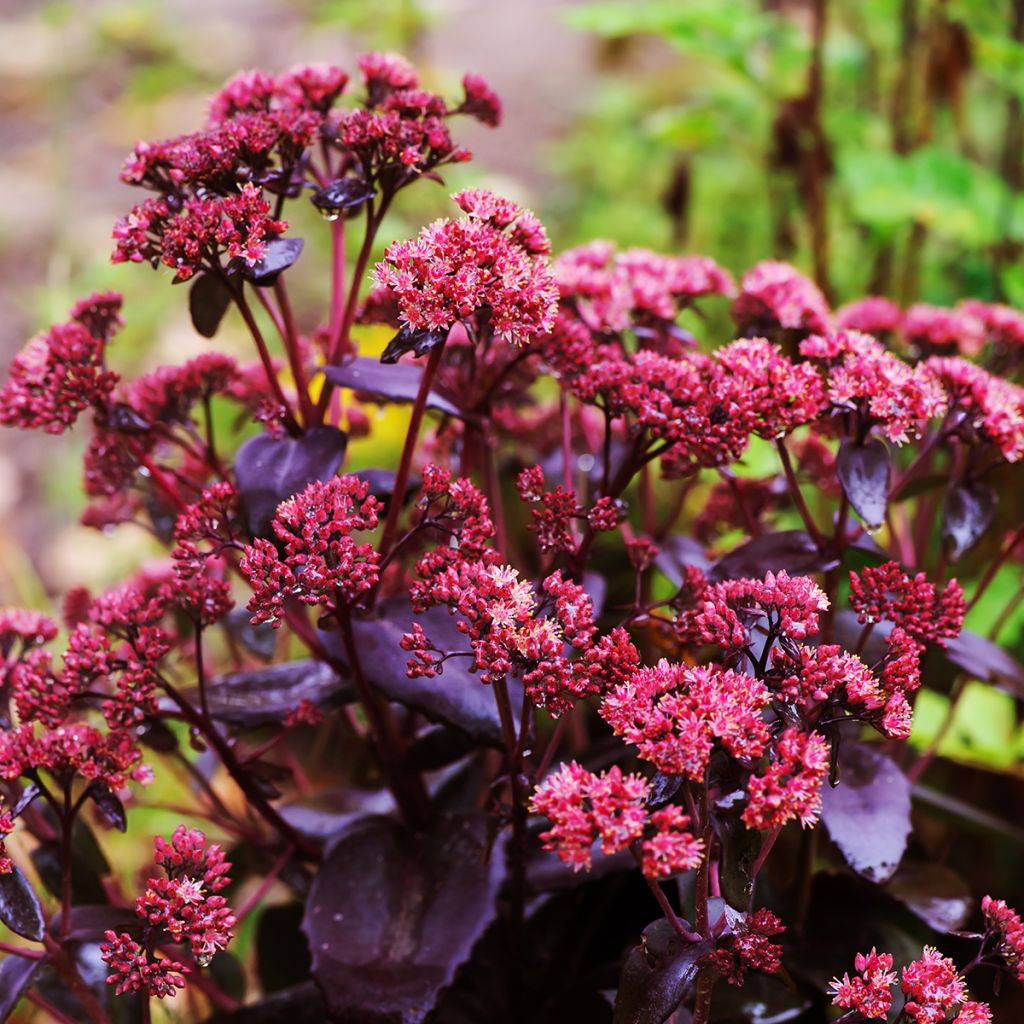 Sedum telephium Touchdown Teak - Hemelsleutel
