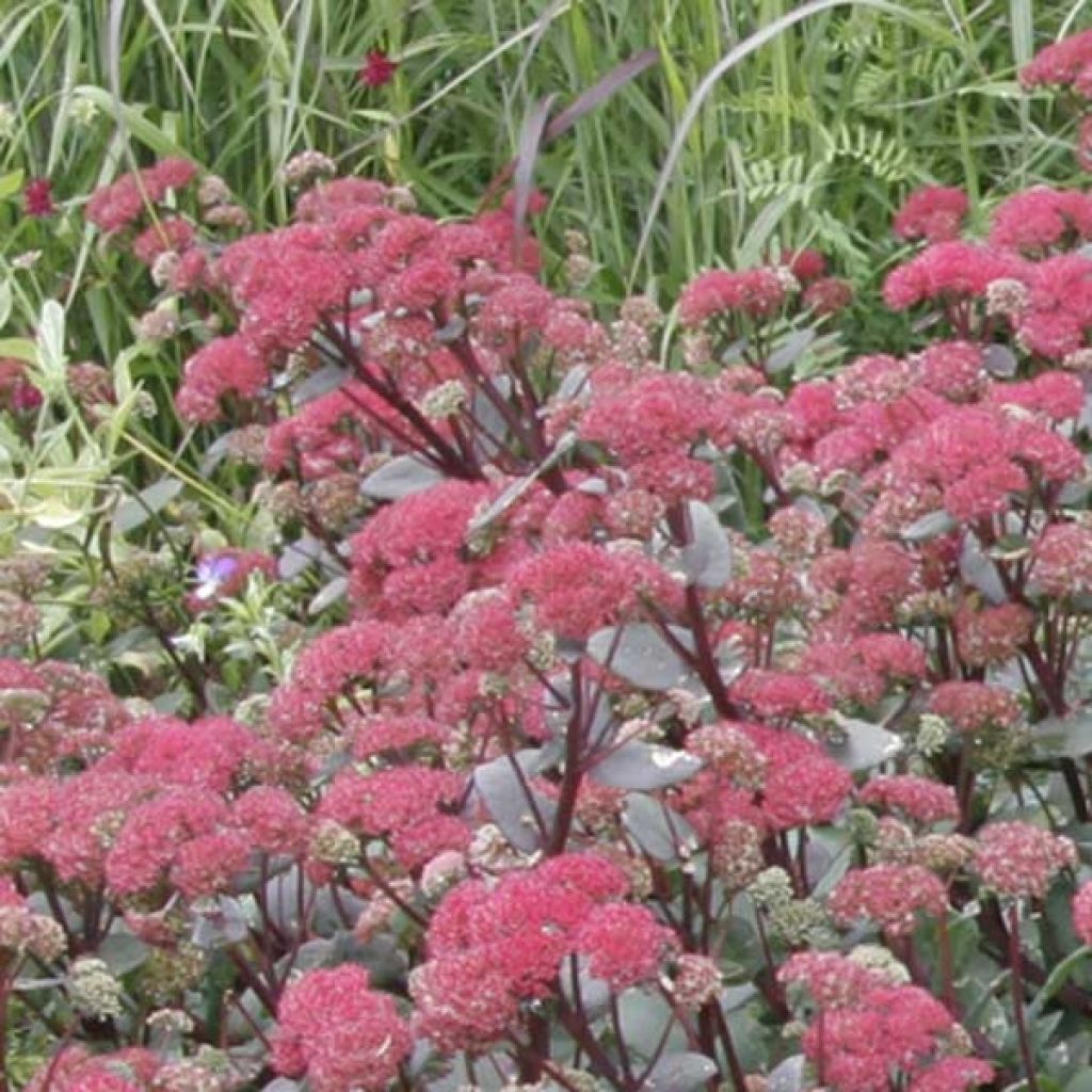 Sedum Red Cauli - Hemelsleutel