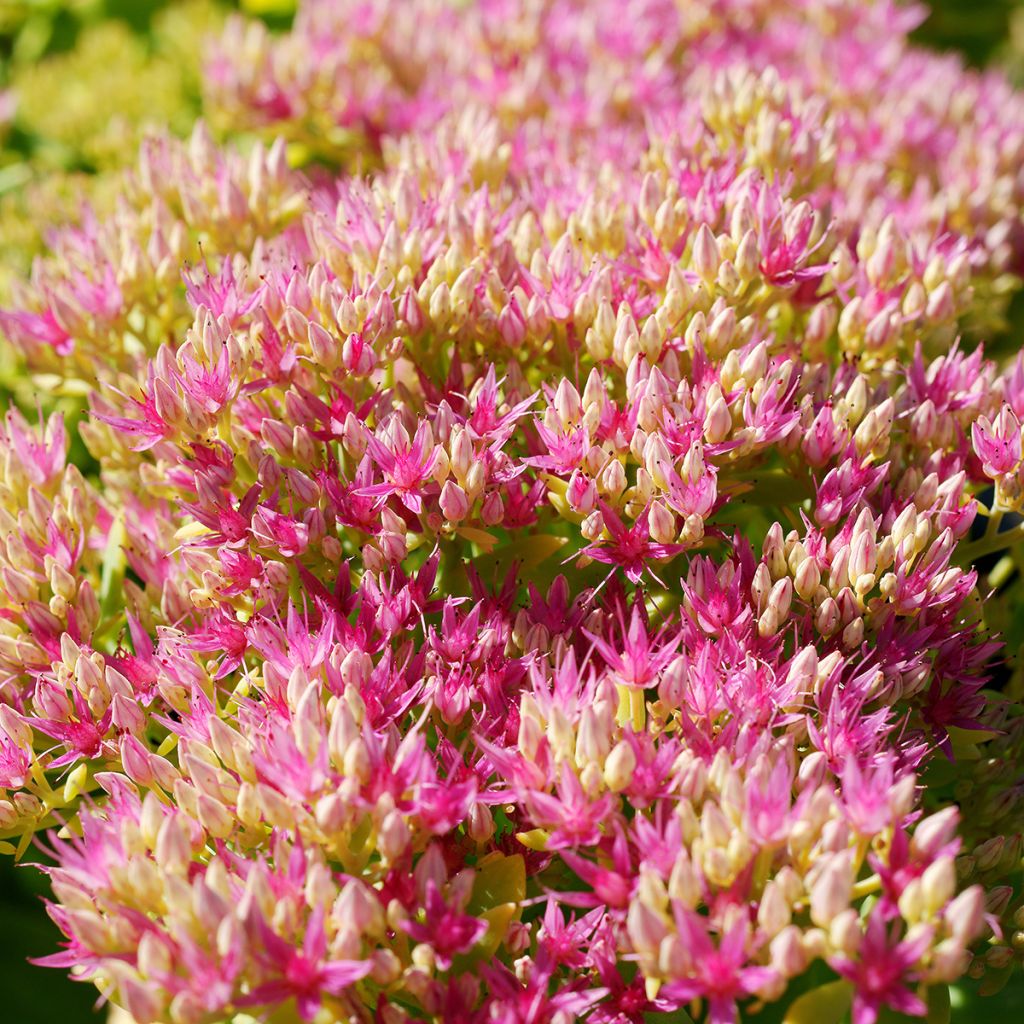 Sedum spectabile Neon - Hemelsleutel