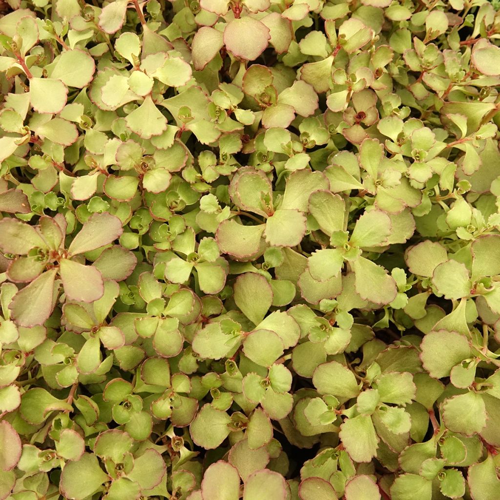 Sedum spurium Woodoo - Roze vetkruid