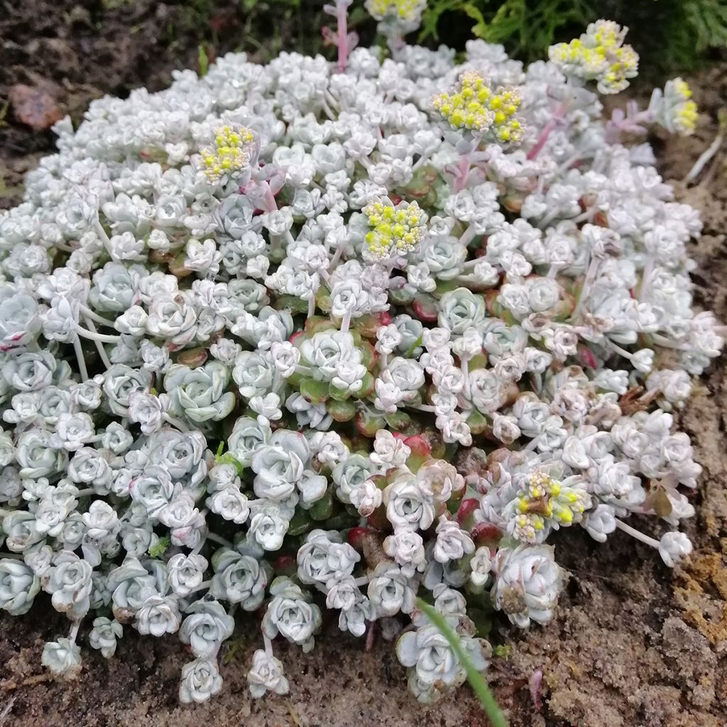 Sedum spathulifolium Cape Blanco - Vetkruid