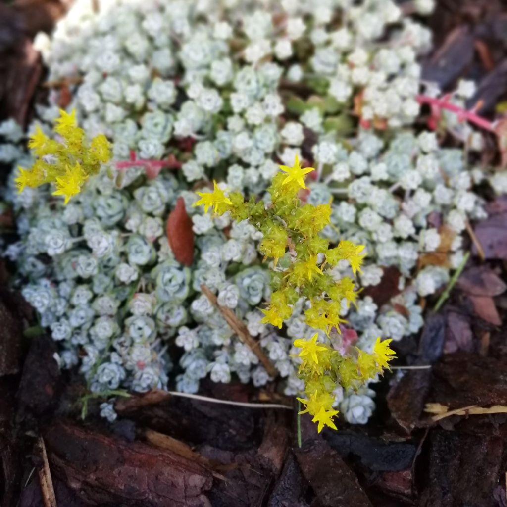 Sedum spathulifolium Cape Blanco - Vetkruid
