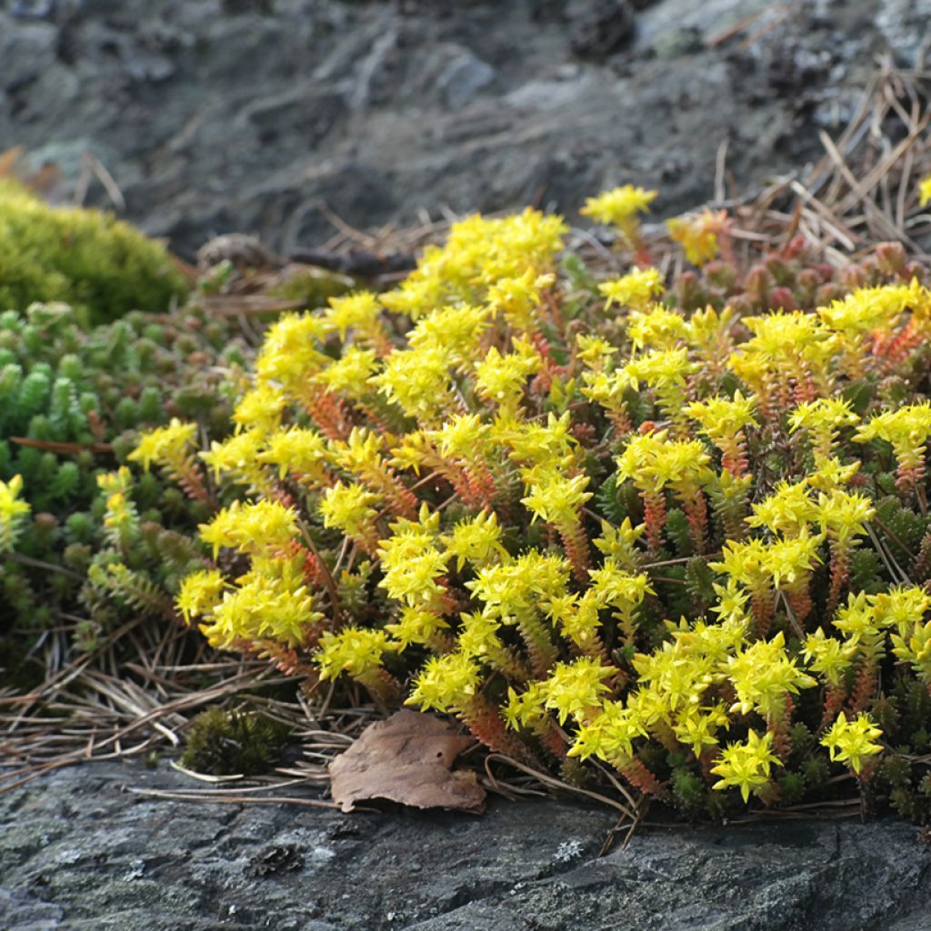 Sedum acre (zaad) - Muurpeper