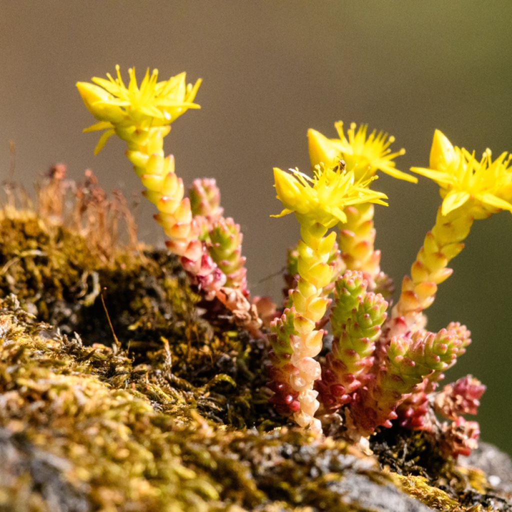 Sedum acre (zaad) - Muurpeper