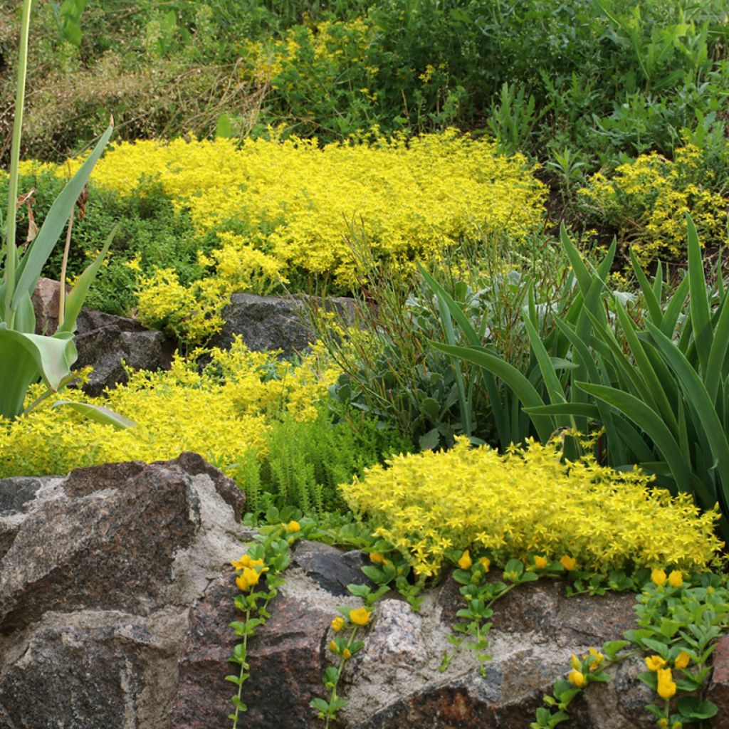 Sedum acre (zaad) - Muurpeper
