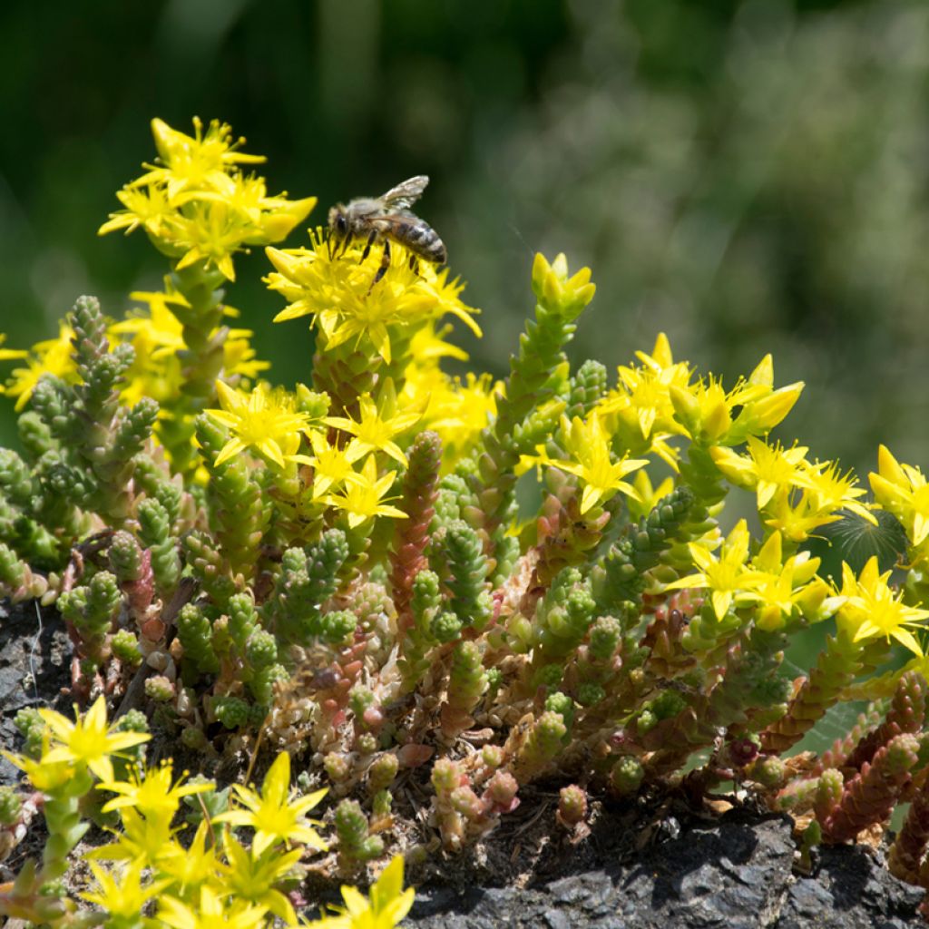 Sedum acre (zaad) - Muurpeper