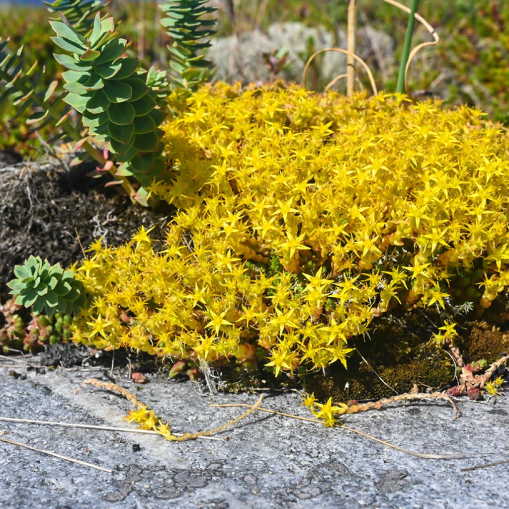 Sedum acre (zaad) - Muurpeper