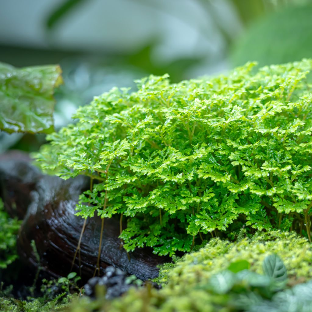 Selaginella apoda - Mosvaren