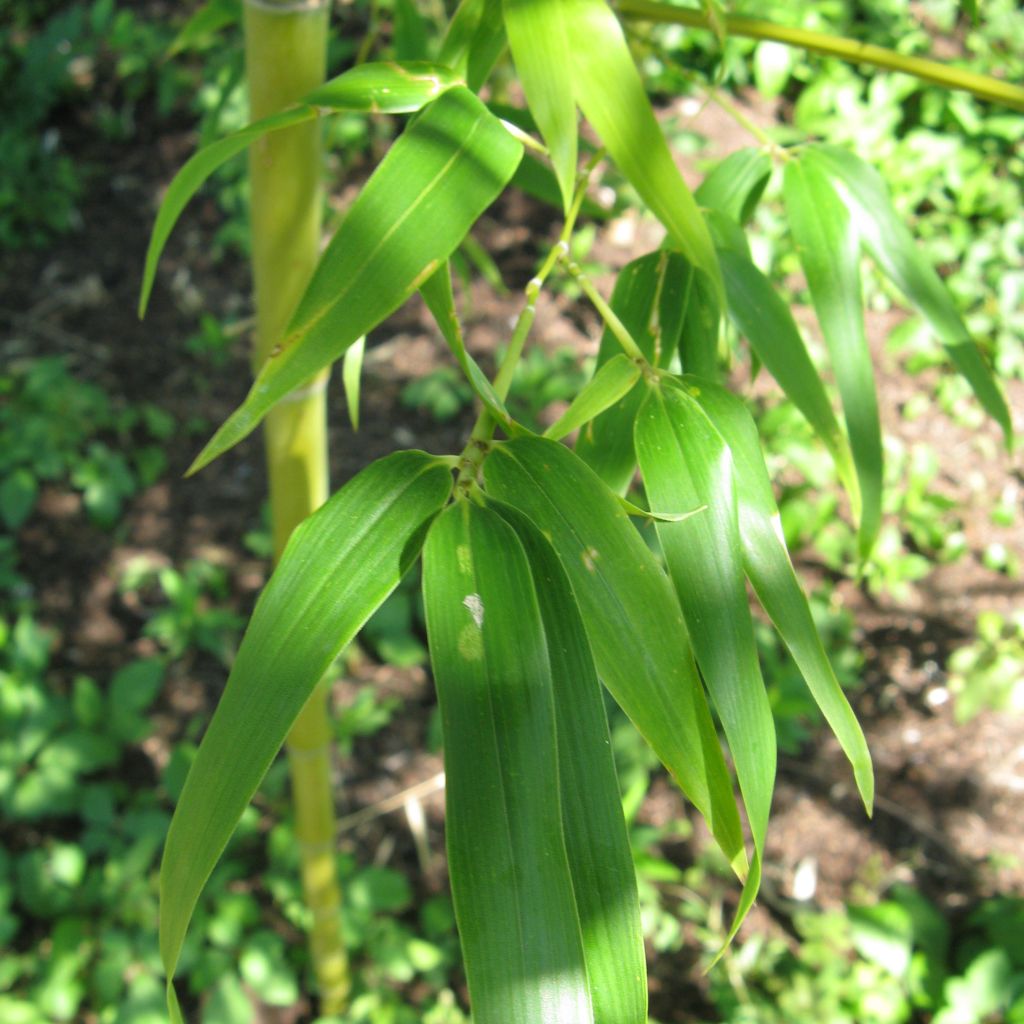 Semiarundinaria fastuosa - Narihiri-bamboe