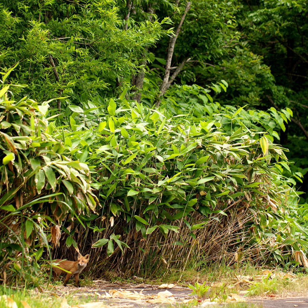 Semiarundinaria yashadake Kimmei - Bamboe middelgroot