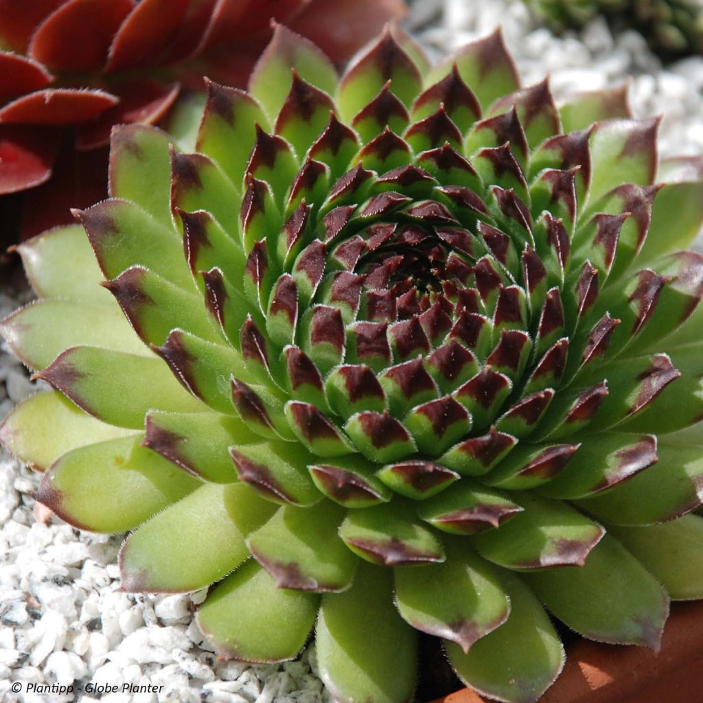 Sempervivum Chick Charms Appletini - Huislook