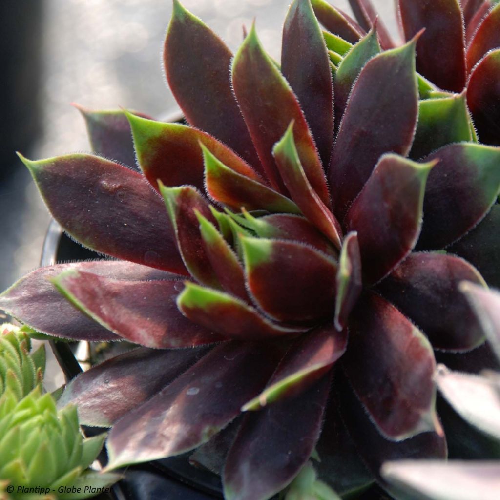 Sempervivum Chick Charms Cranberry Cocktail - Huislook