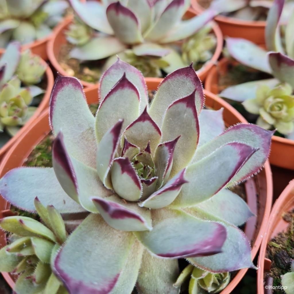 Sempervivum Chick Charms Grape Galaxy - Huislook