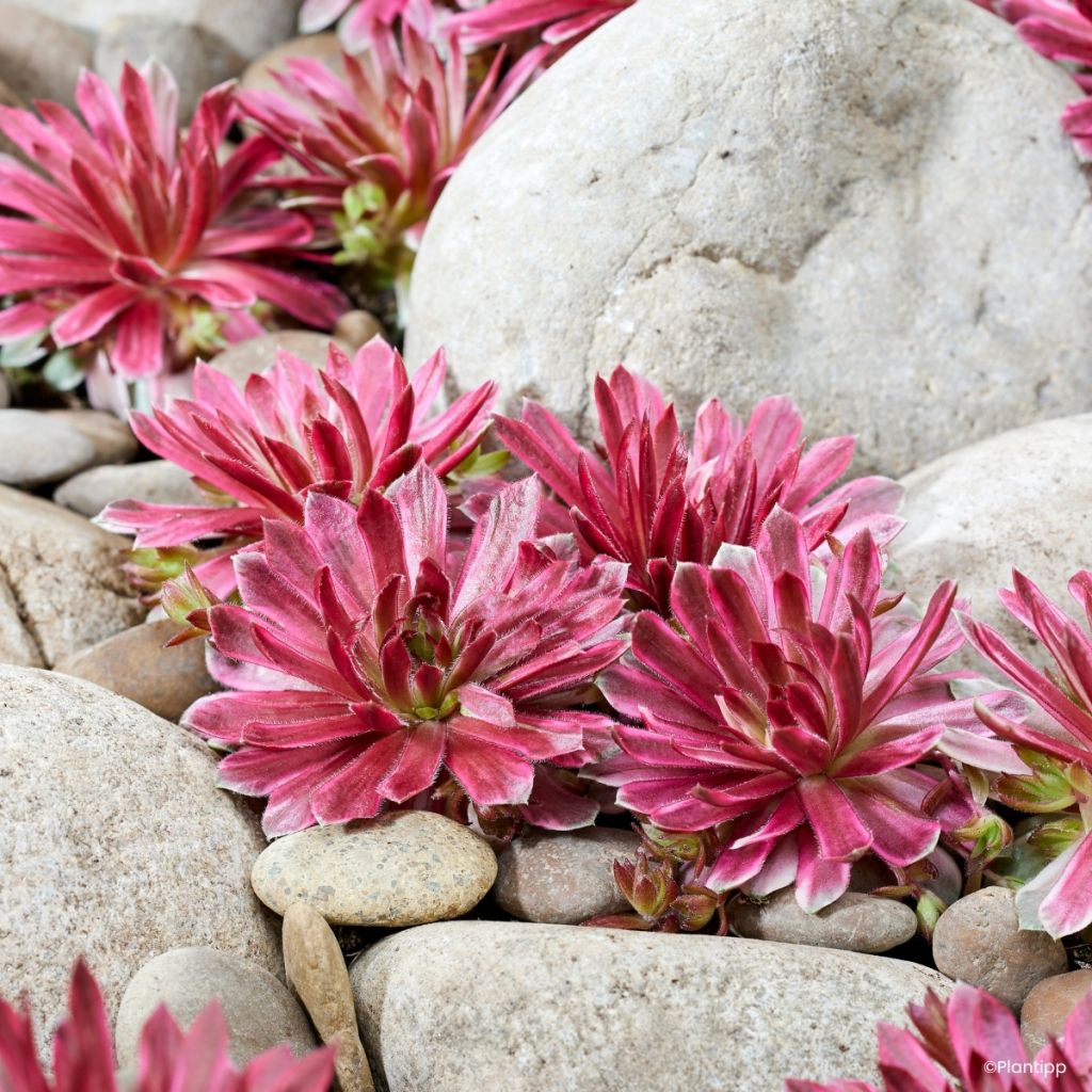 Sempervivum Chick Charms Lotus Blossom - Huislook