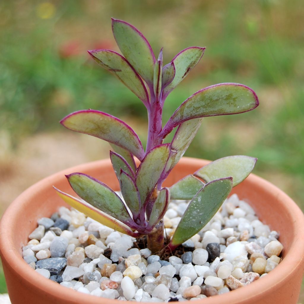 Senecio crassissimus - Vetkruid