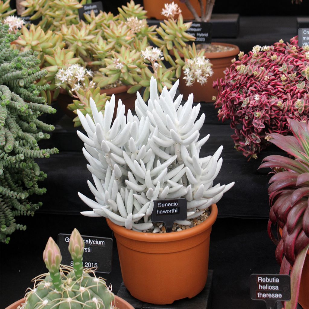 Senecio hawortii - Coconplant