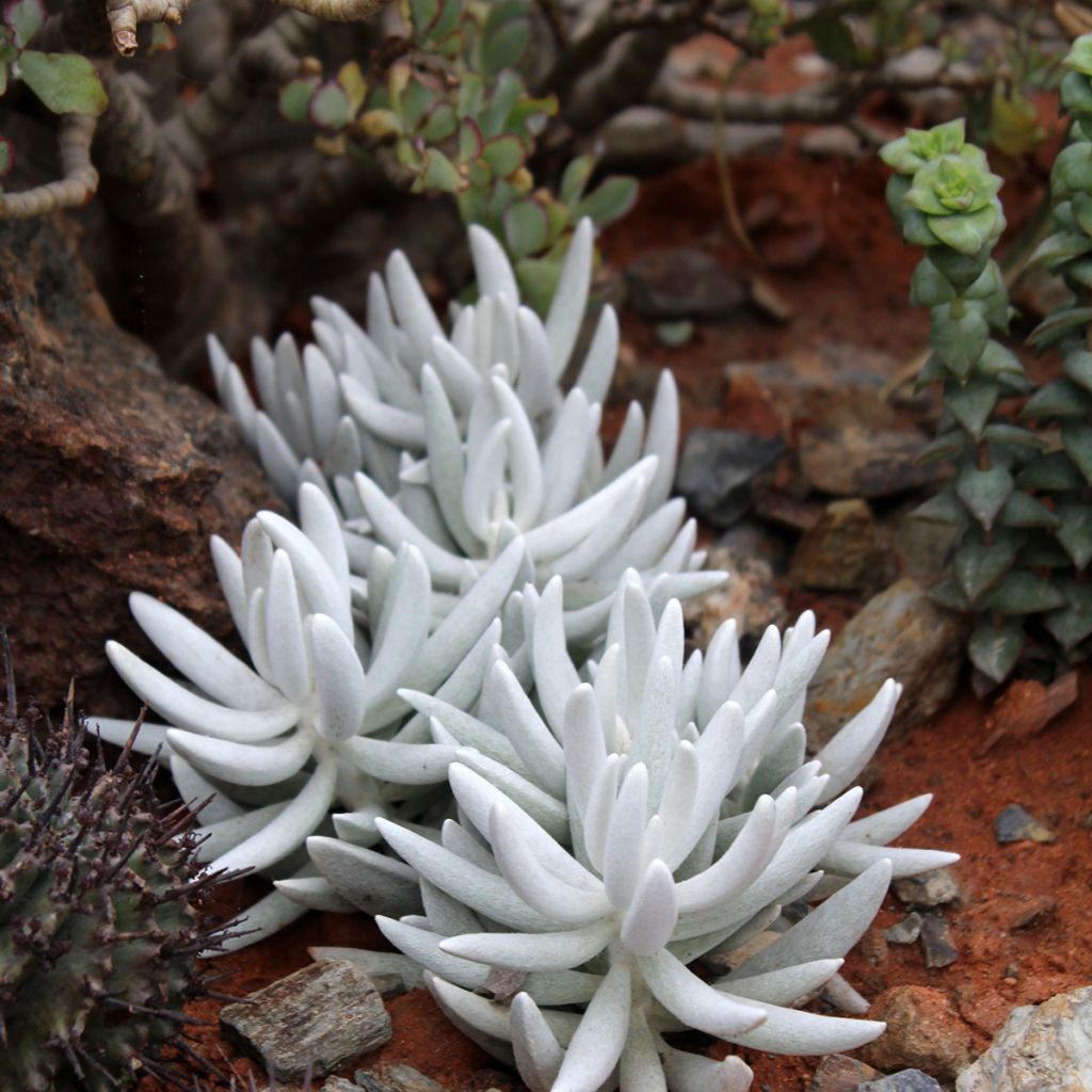 Senecio hawortii - Coconplant