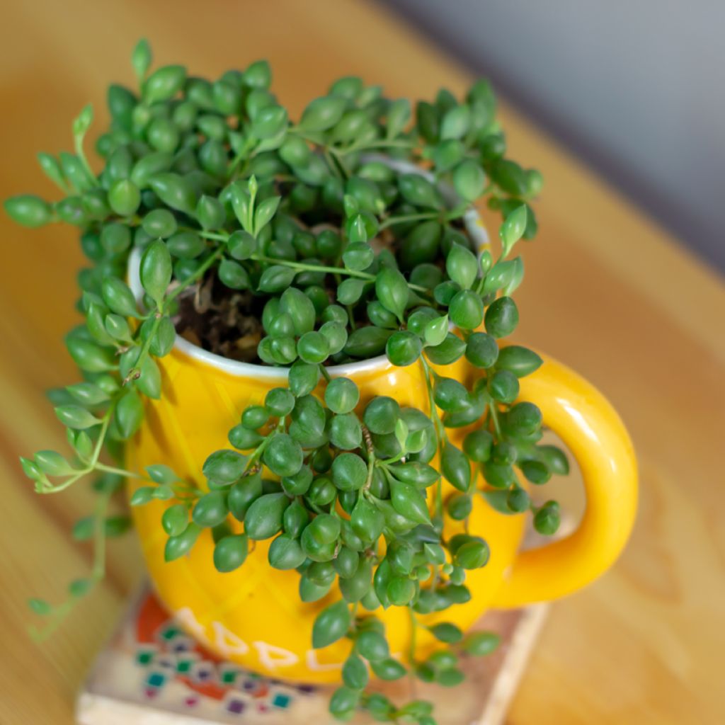 Senecio herreianus - Erwtenplant