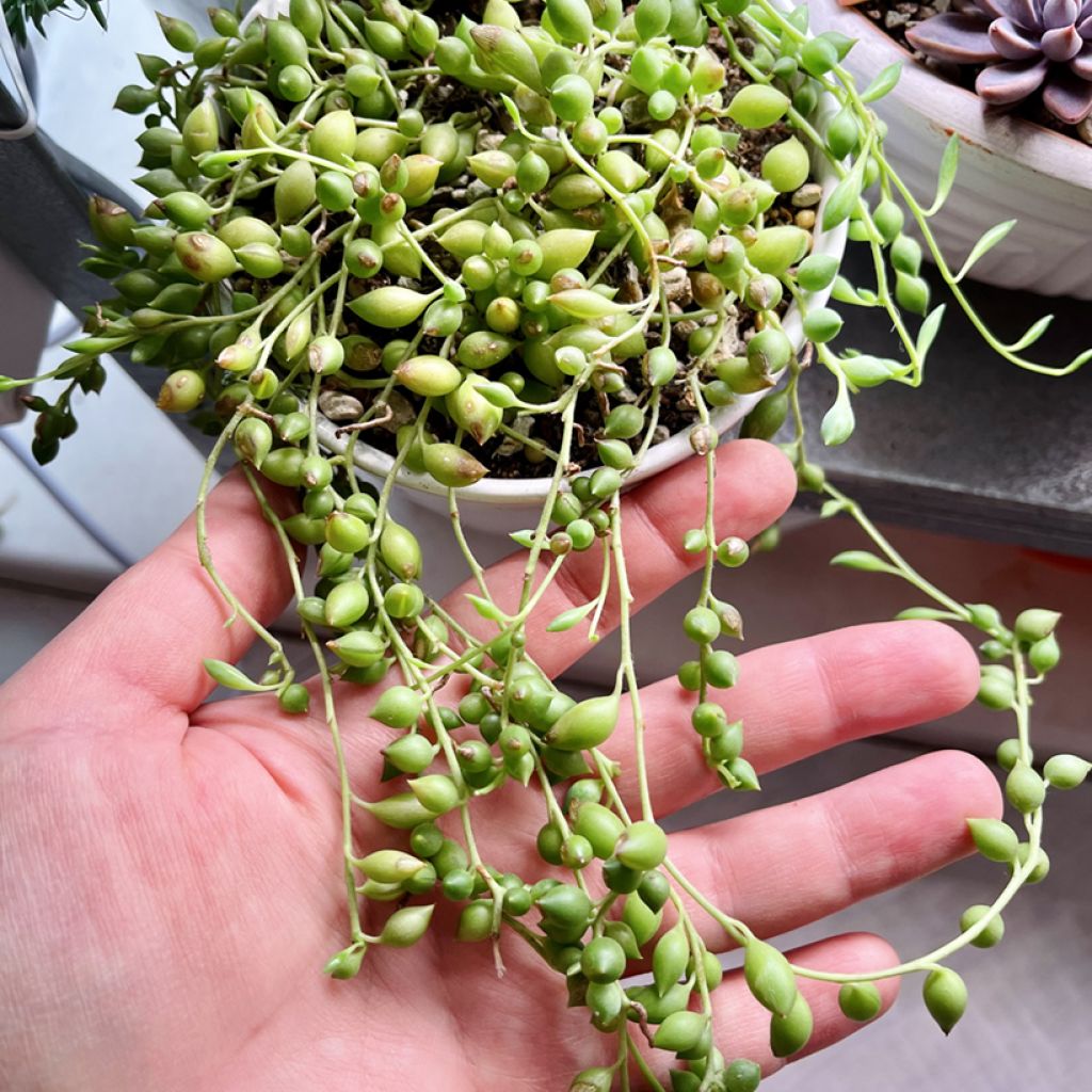 Senecio herreianus - Erwtenplant