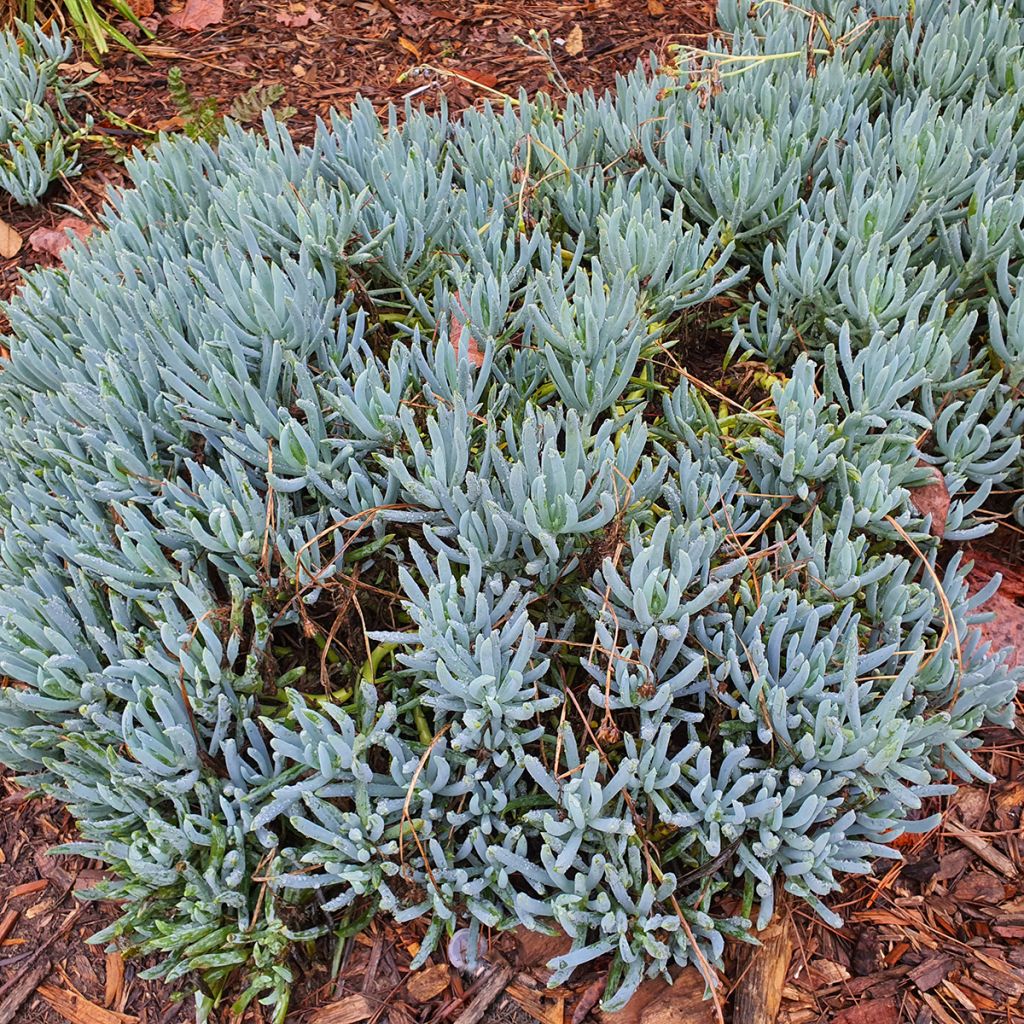 Senecio serpens - Plante succulente