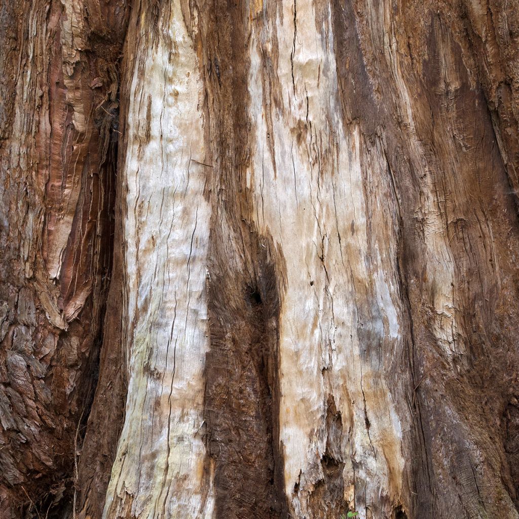 Sequoiadendron giganteum (zaad) - Mammoetboom