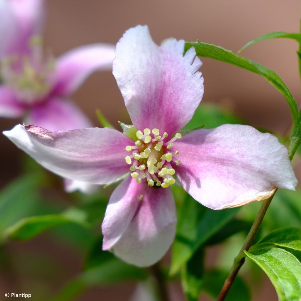 Philadelphus Petite Perfume Pink - Boerenjasmijn
