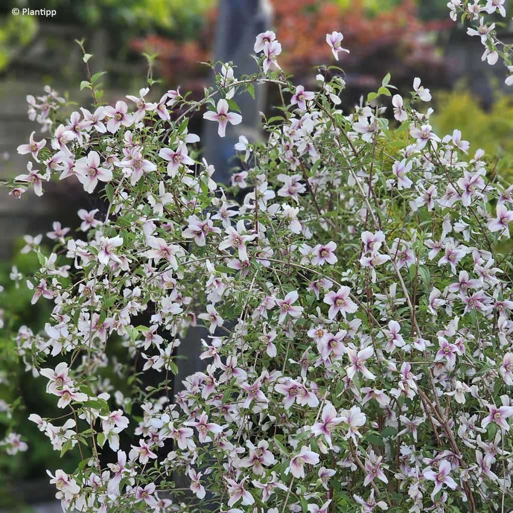 Philadelphus Petite Perfume Pink - Boerenjasmijn