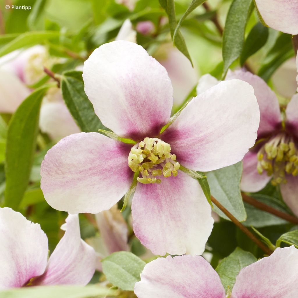 Philadelphus Petite Perfume Pink - Boerenjasmijn