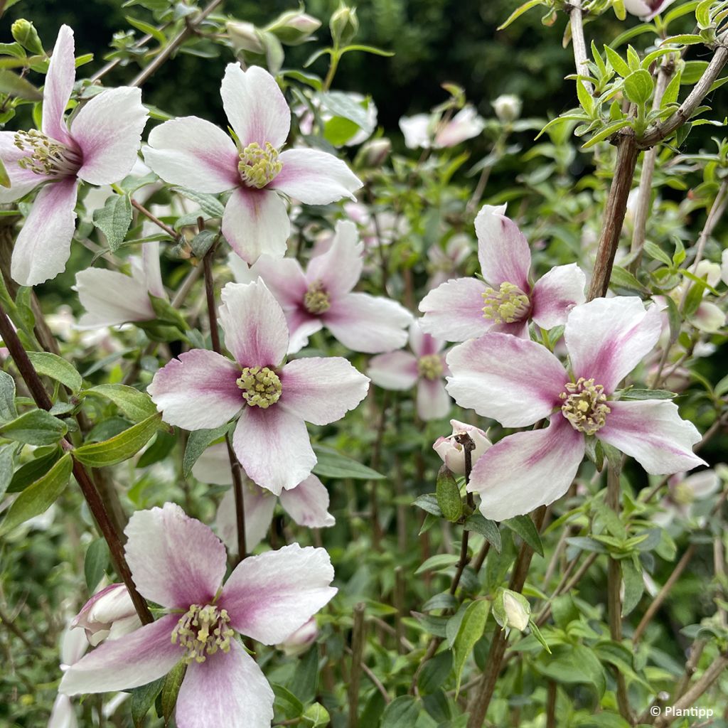 Philadelphus Petite Perfume Pink - Boerenjasmijn